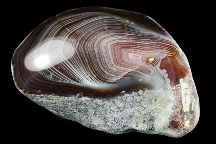 Polished Botswana Agate Nodule - Botswana #131006